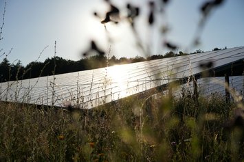 Solarmodule in der Abendsonne, umgeben von Wildblumen und hohen Gräsern.