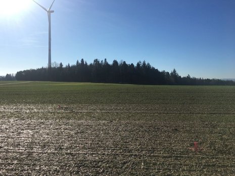 Park mit Windkraftanlage im Hintergrund.