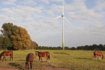 Windenergieanlage mit Wiese und Pferden